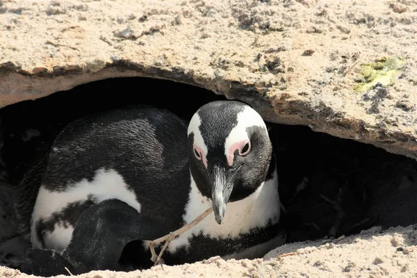 Afrikanska penguin sitter i boet hålighet — Stockfoto