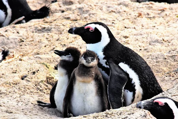 Mor pingvin och hennes två kycklingar — Stockfoto