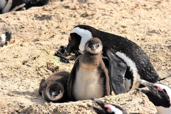 Mor pingvin med kycklingar — Stockfoto