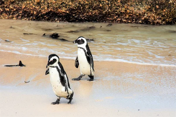 岩のビーチでペンギンのペア — ストック写真