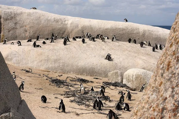 岩のビーチでペンギンのペア — ストック写真
