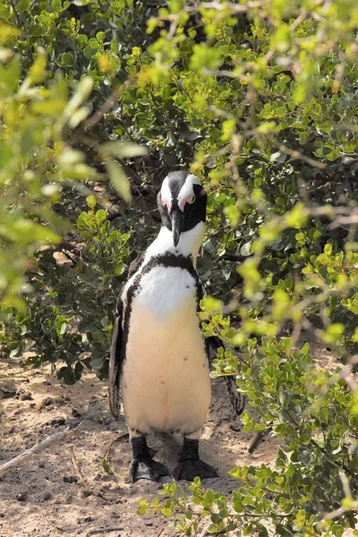 ビーチ南のアフリカのペンギン — ストック写真