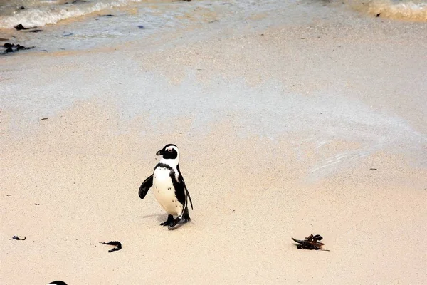 Pingviner på stranden Sydafrika — Stockfoto