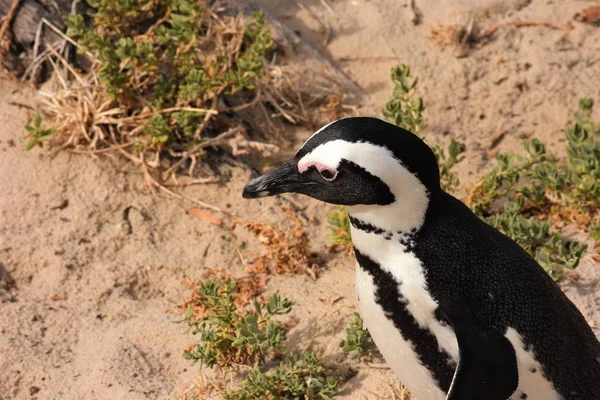 ビーチ南のアフリカのペンギン — ストック写真