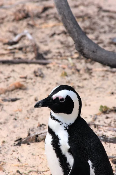 ビーチ南のアフリカのペンギン — ストック写真