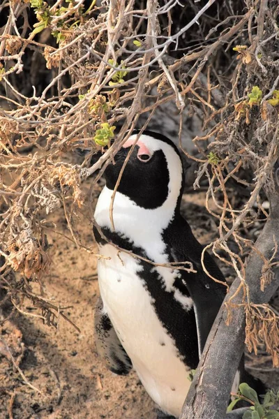 ビーチ南のアフリカのペンギン — ストック写真
