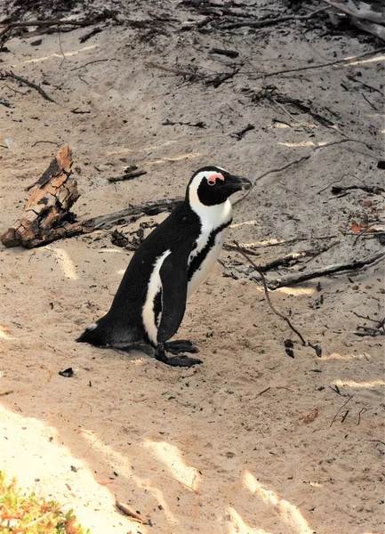 Pingviner på stranden Sydafrika — Stockfoto