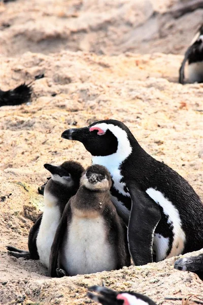Madre pingüino sentado con sus dos polluelos Imagen De Stock