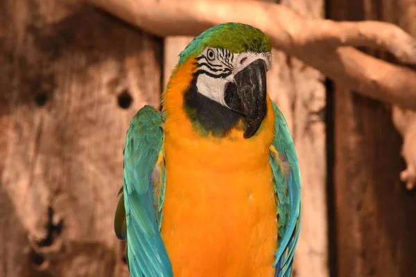 Yellow Green and blue Macaw — Stock Photo, Image