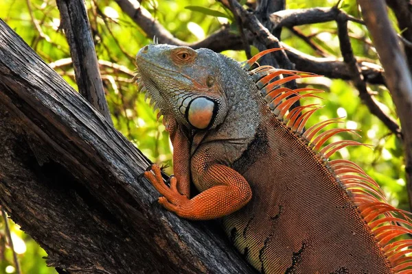 Iguana Acasalamento Descansando Nas Árvores — Fotografia de Stock