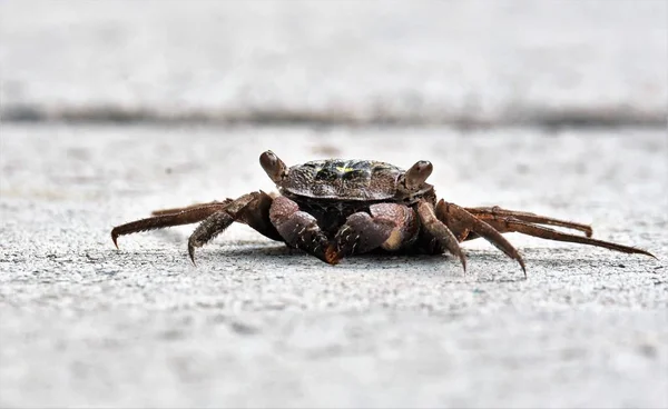 Crabe Mangrove Noire Sur Trottoir — Photo