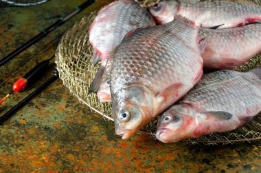 Grup crucian sazan olta kafes float