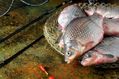 float altı crucian sazan balıkçılık çubuk kafes