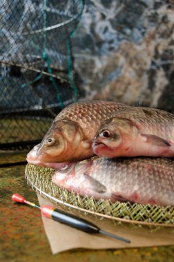 Grup havuz çubuk kafes float 