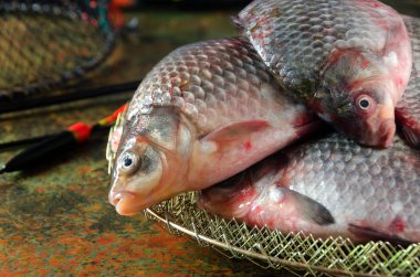 çeşitli havuz olta kafes float