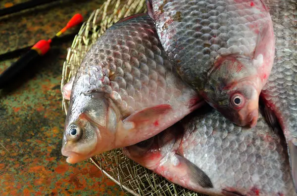 Grup havuz olta kafes float