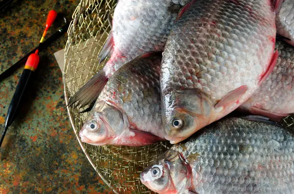 Grup crucian sazan çubuk kafes float