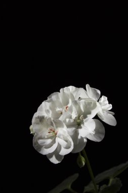 siyah bir zemin üzerine Sardunya çiçeği