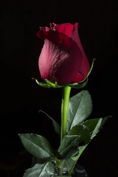 Siyah arkaplanda kırmızı gül