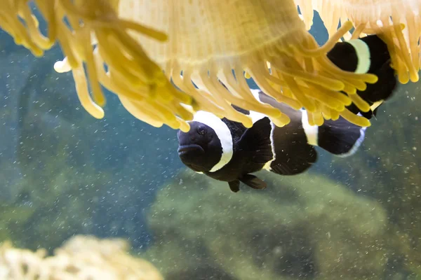 Peixe preto em corais — Fotografia de Stock