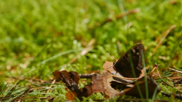 Buruşuk yaprağına dinlenme çayır kahverengi kelebek. — Stok video
