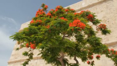 Ağaç delonix regia, Malta Valletta.