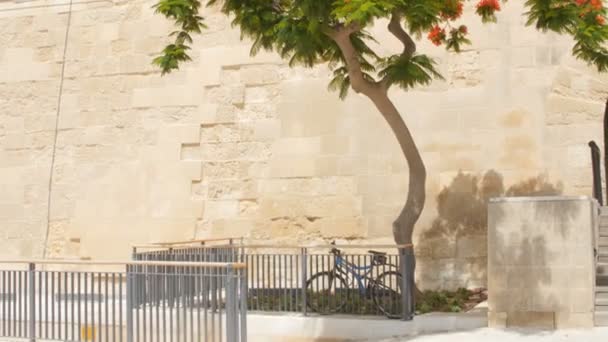 Strom z delonix regia, Malta, Valletta. — Stock video