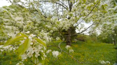 güzel büyük ağaç beyaz çiçeklerle, ağır çekim