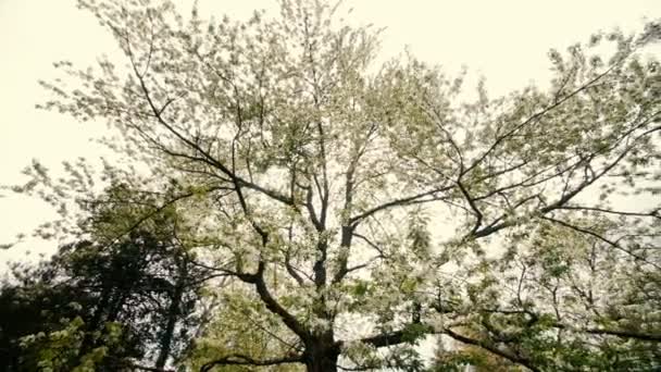 Hermoso árbol grande con flores blancas, cámara lenta — Vídeo de stock