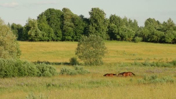 Caballos en el campo verde — Vídeos de Stock