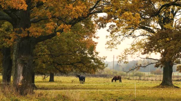 Caballos descansando bajo el árbol — Vídeos de Stock