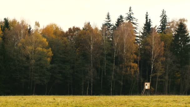 Jakt torn nära skogen — Stockvideo