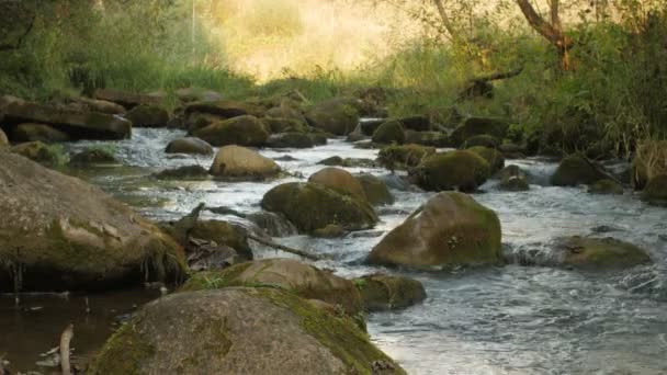 Creek i en skog - en tydlig creek i en skog. — Stockvideo