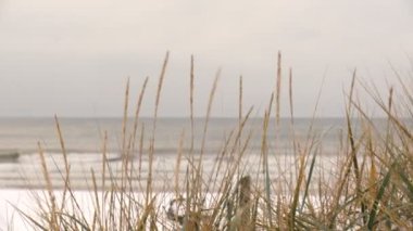 Marram çim Baltık Denizi sahilinde kış dönemi karla kaplı
