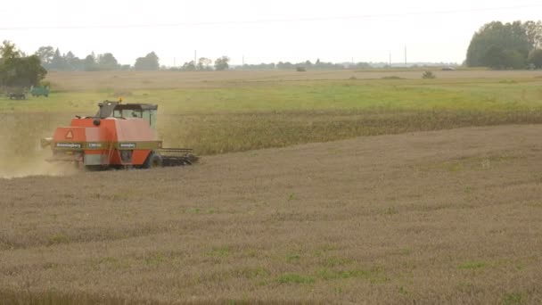 2016 21 augustus, Litouwen, Ukmerges regio. Harvester machine voor het oogsten van tarwe veld werken. Landbouw — Stockvideo