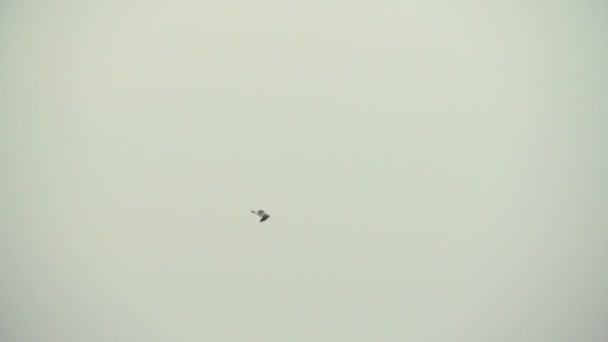 Mouette survolant la mer — Video