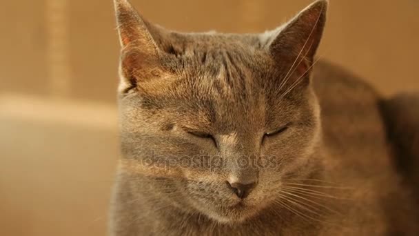 Close up portrait of cute cats family resting. — Stock Footage Close up portrait of cute cats family resting. Stock Footage