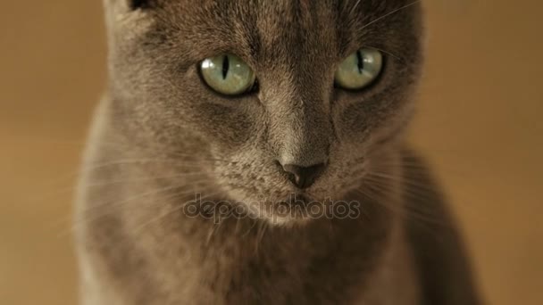 Primer plano retrato de lindos gatos familia descansando . — Vídeo de stock