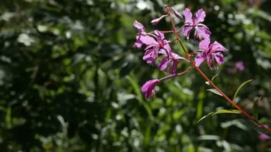 Mor çiçekler karşı yeşil orman gördüm