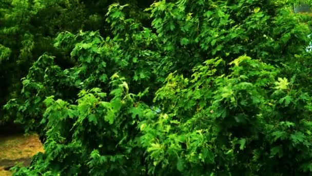 Starkregen, starker Wind schüttelt Äste von Bäumen, Regenwasser fließt ab — Stockvideo