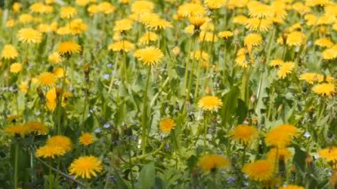 Dandelions Sunshine dolly atış.