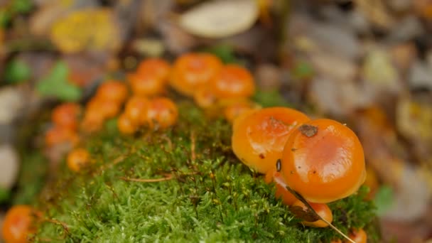 Mushroom in moss in forest. — Stock Video