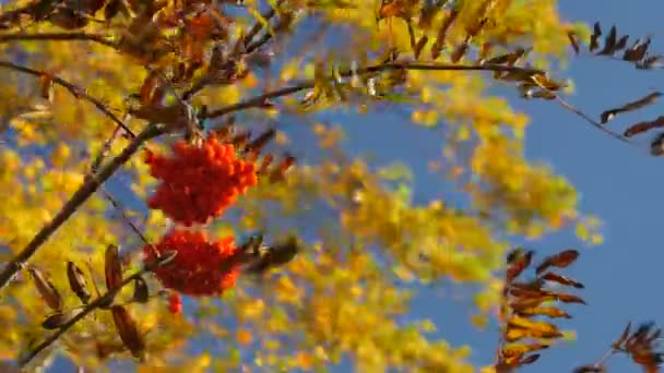 Branch with ripe rowan berries in autumn — Stock Video