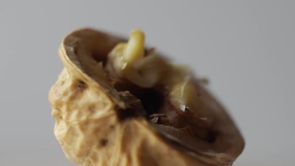 Макрокучка грецких орехов, выделенных на белом — стоковое видео