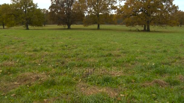 Herfst landschap met oranje herfst eik in het veld. — Stockvideo