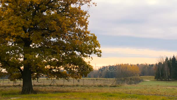 Herbstlandschaft mit orangefarbener Eiche auf dem Feld. — Stockvideo