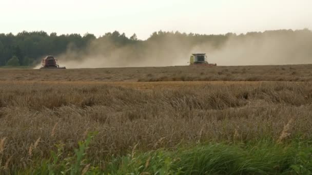 2016 21 sierpnia, Litwa, Ukmerges regionu. Kombajn do maszyny do zbiorów pszenicy pole pracy. Rolnictwo — Wideo stockowe