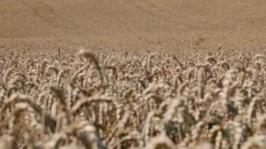 Raf odak rüzgarda sallanan buğday büyük alan.