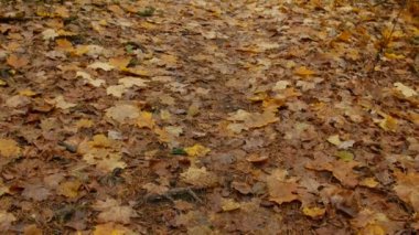 sonbahar yaprakları sonbaharda Park