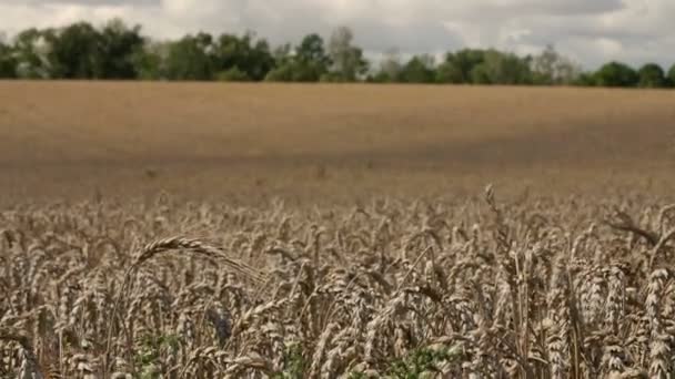 Gran campo de trigo balanceándose en el viento . — Vídeo de stock